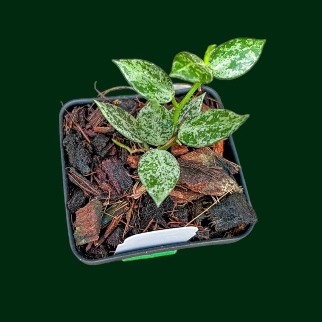 Hoya lacunosa ‘Snow Leopard’ – Unsolicited Plant Talks