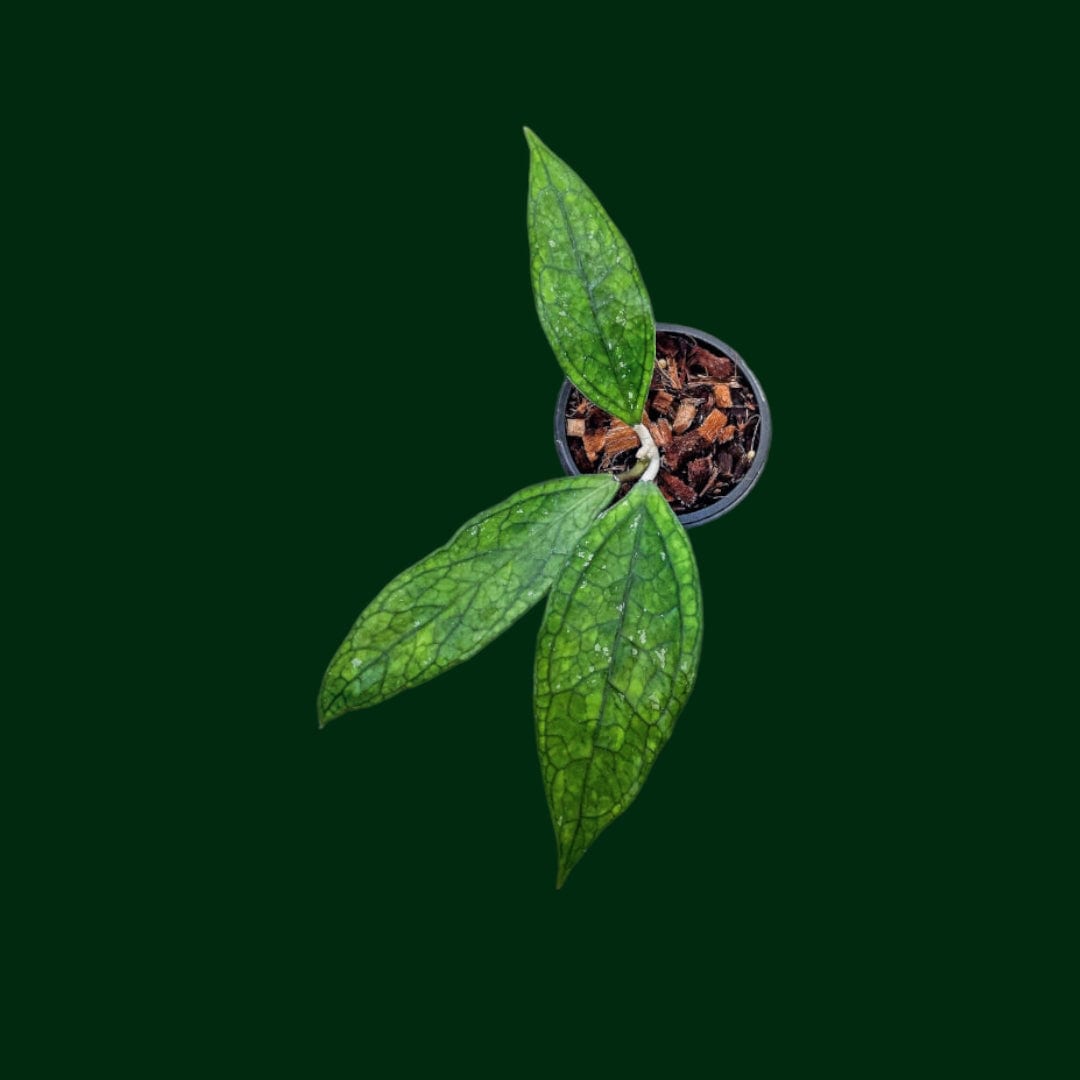 Hoya sp. (Germany) Unsolicited Plant Talks