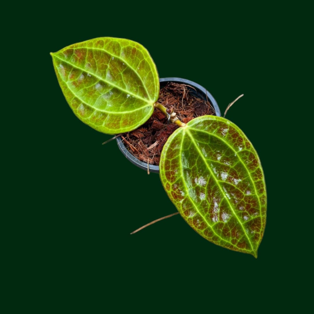 Hoya latifolia (Sulawesi GPS8867)