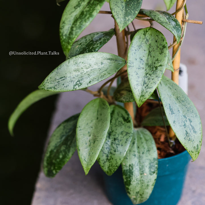 Hoya verticillata ‘Wibergiae’ (Silver - UPT008)