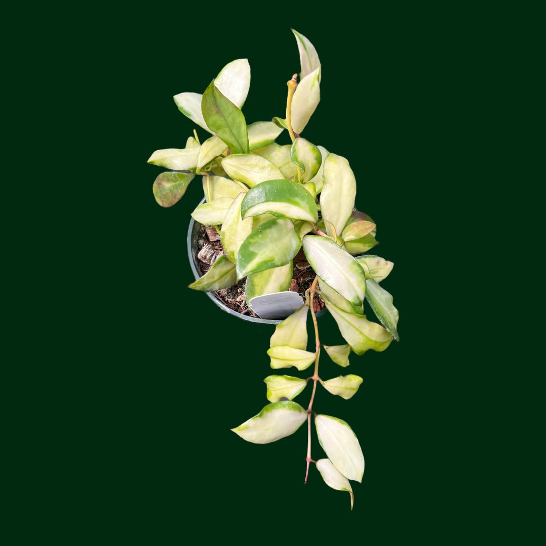 Hoya walliniana (variegated) – Unsolicited Plant Talks