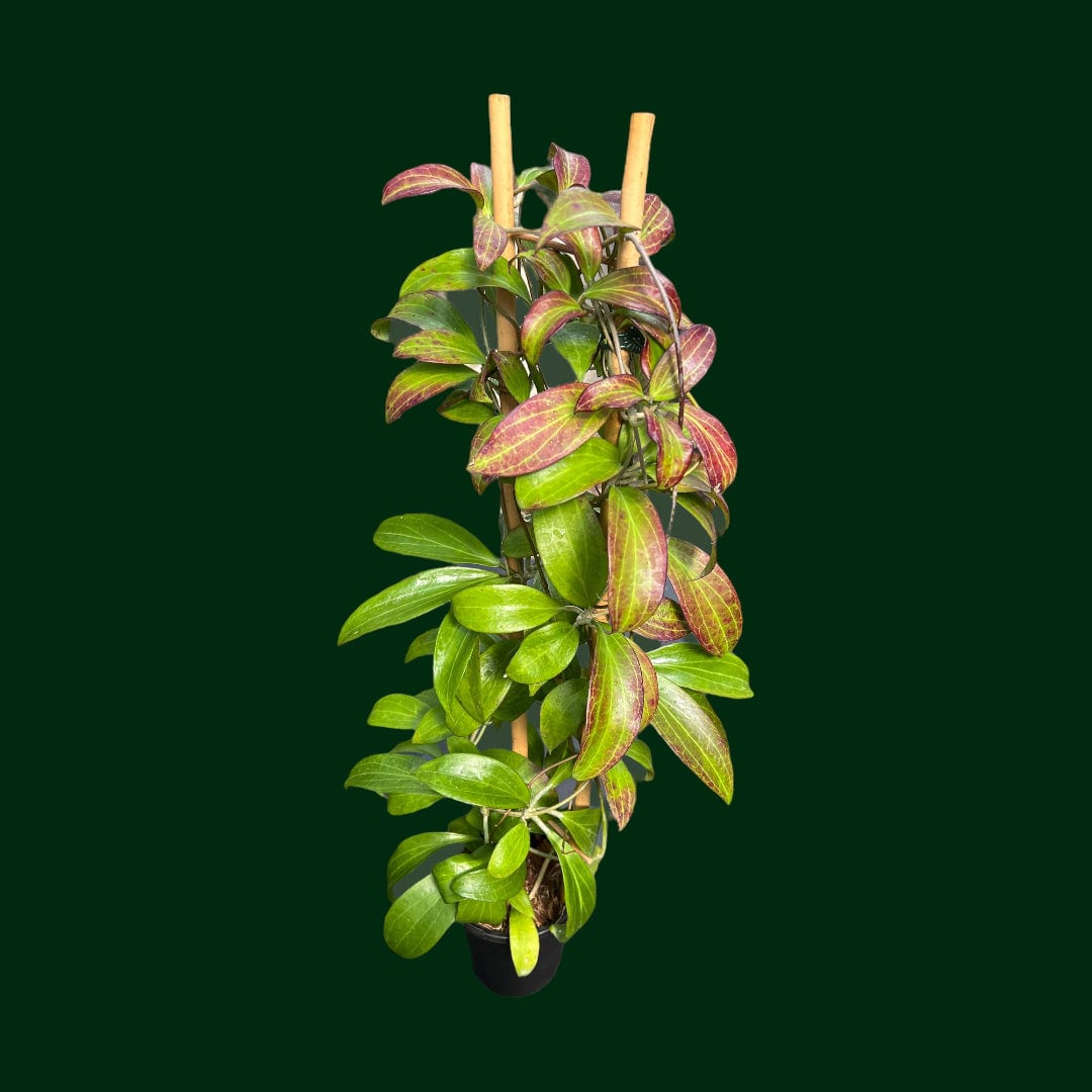 Trellised Hoya merrillii (long leaves)