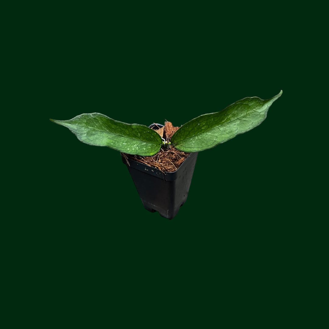 Hoya pandurata (Tsiang)