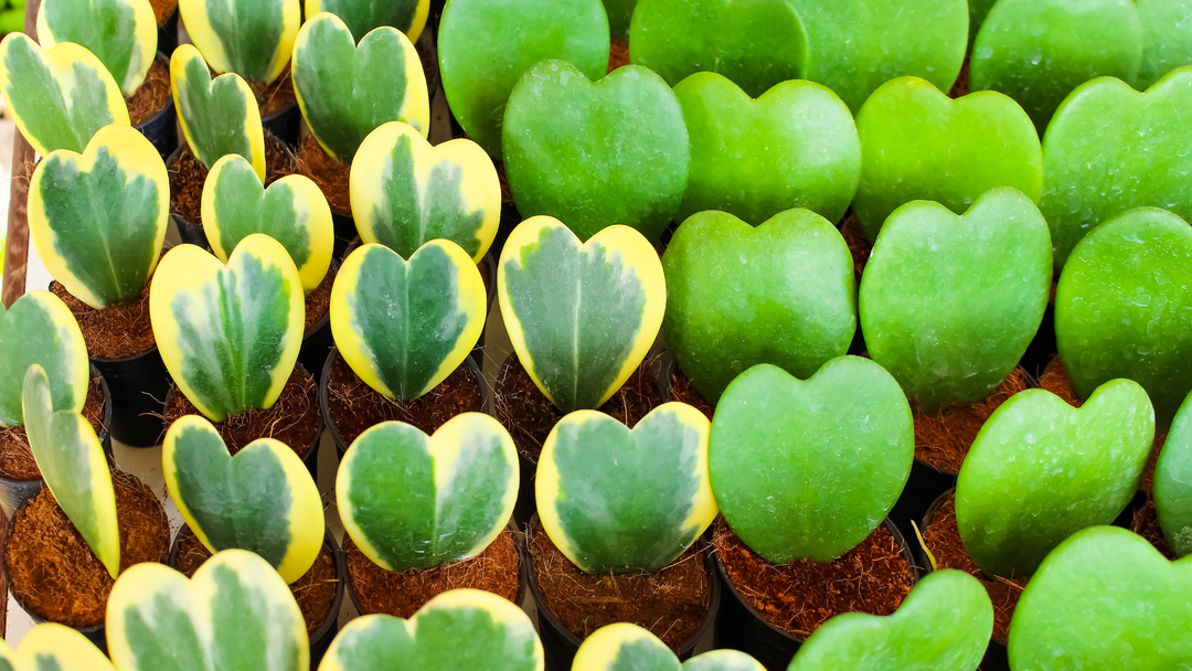 How to Propagate: Orient Your Plant Cuttings for a Blooming Success