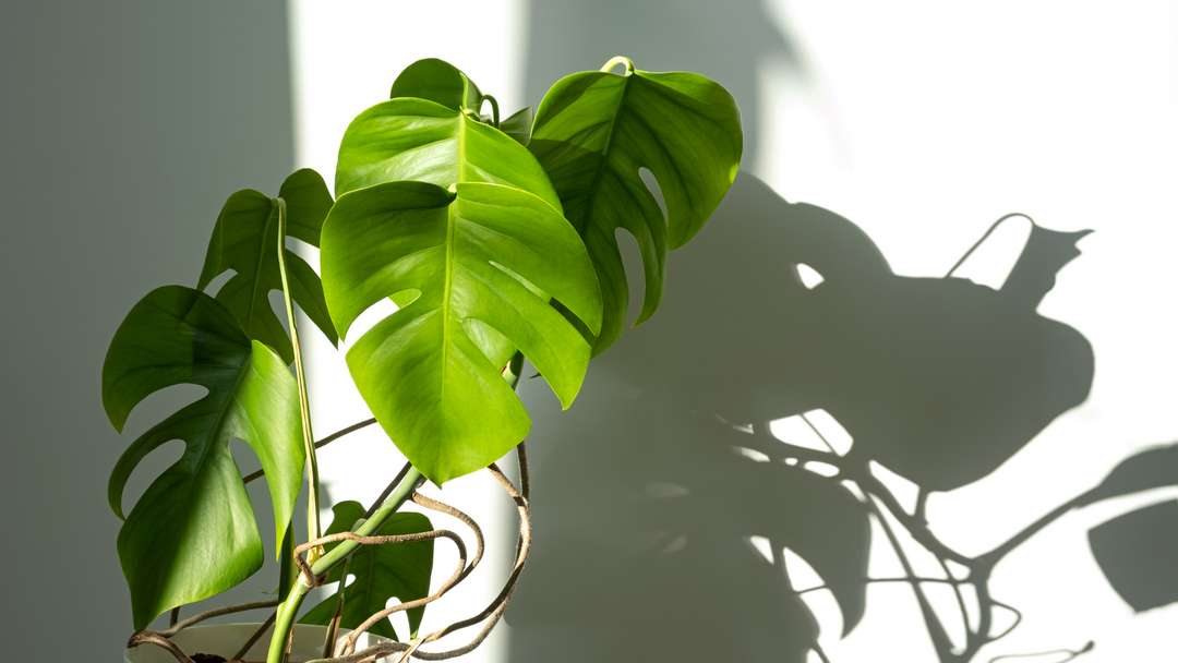 How much light does your indoor plant need? 