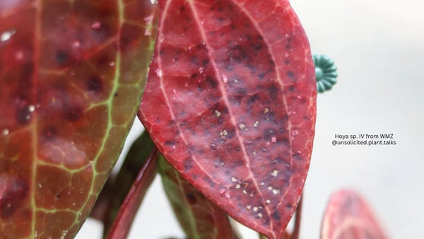 Unraveling the Mystery: Black Spots on Hoya Leaves Explained