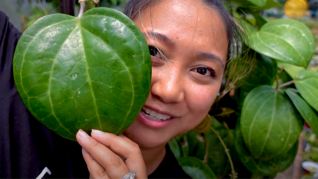 Propagating Hoya latifolia (Sarawak): A Comprehensive Guide