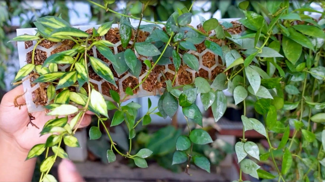 The Ultimate Guide to Growing Hoya lacunosa and Other Hoya Plants on a Moss Pole