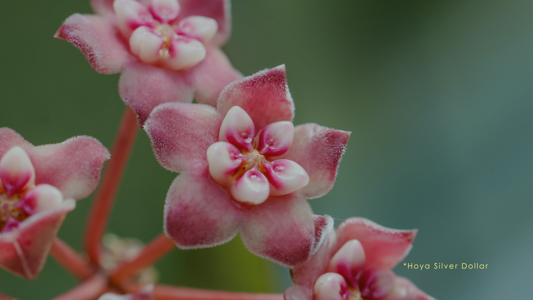 How to Get a Hoya Plant to Bloom: Expert Wax Plant Care Tips