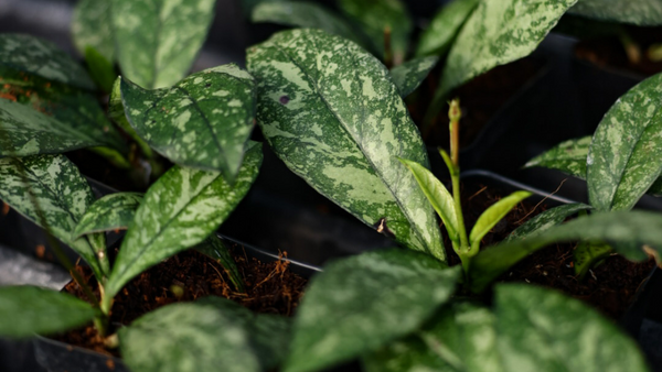 Hoya Propagation Q&A: Tips and Tricks for Thriving Houseplants