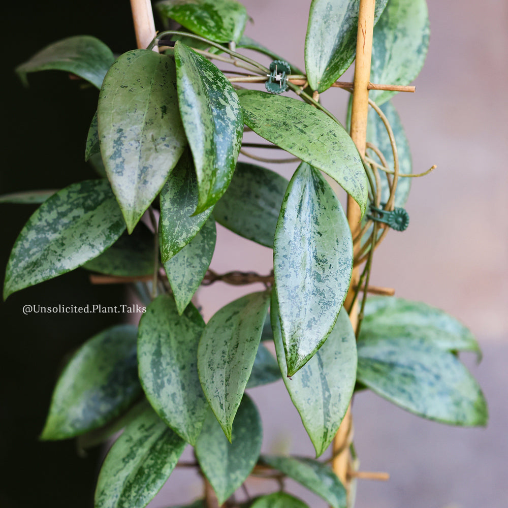 Hoya verticillata ‘Wibergiae’ (Silver - UPT008)