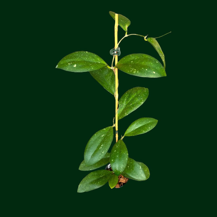 Hoya MB 1247 (H. erythrostemma x H. erythrina)