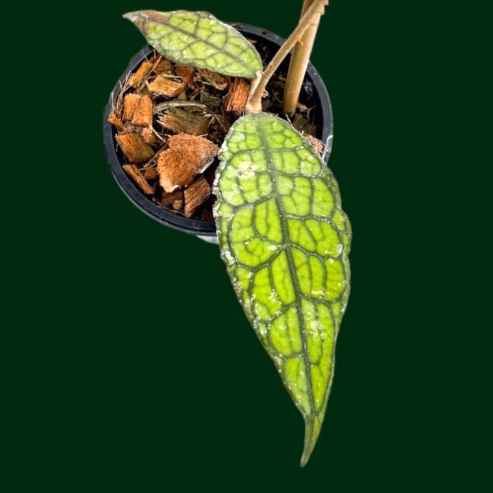 Hoya clemensiorum (fr Northern Sumatra)