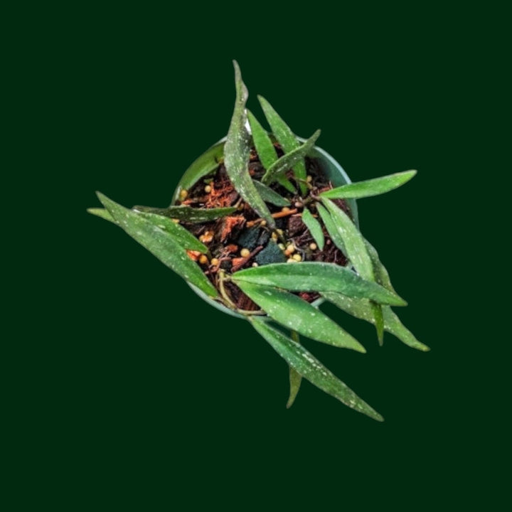 Hoya mirabilis (clone B)