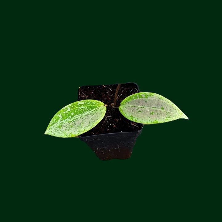 Hoya verticillata (Silver - UPT008)