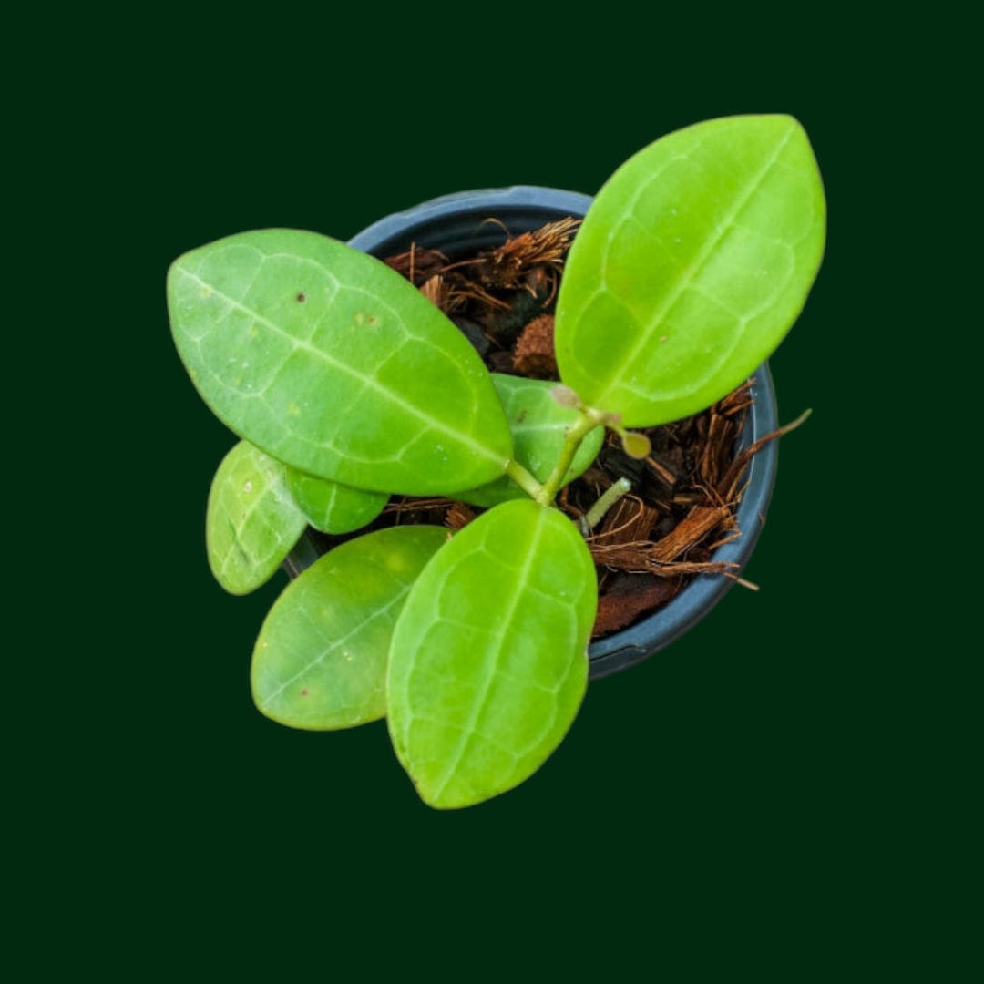 Hoya elliptica (round leaves)
