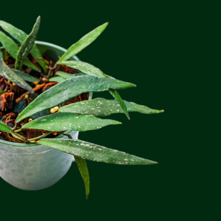 Hoya mirabilis (clone B)