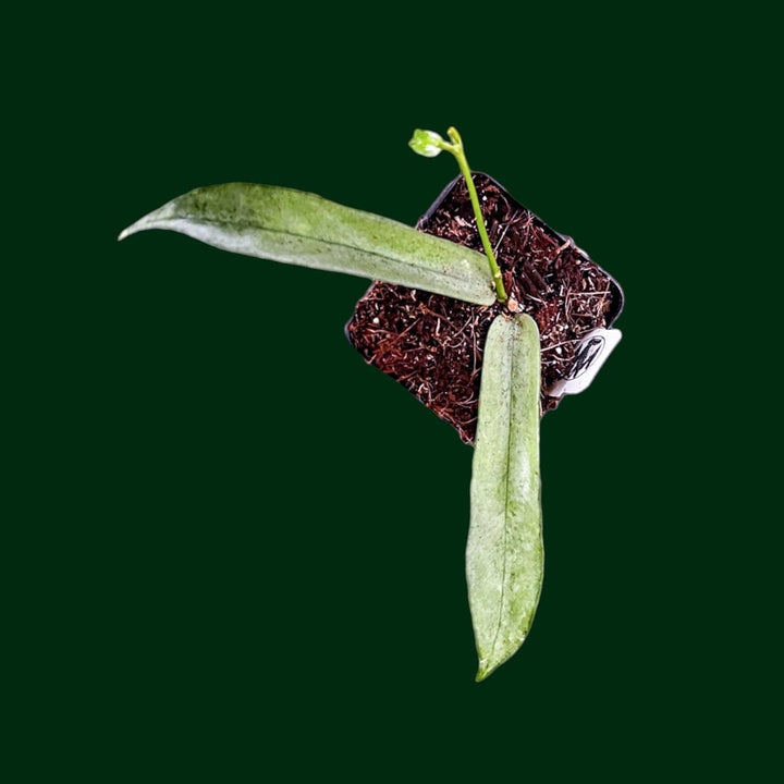Hoya pandurata (Tsiang, Silver)