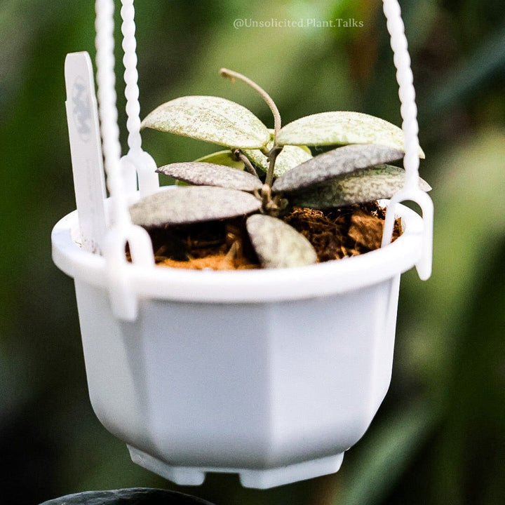 small hanging pot (pack of 20)