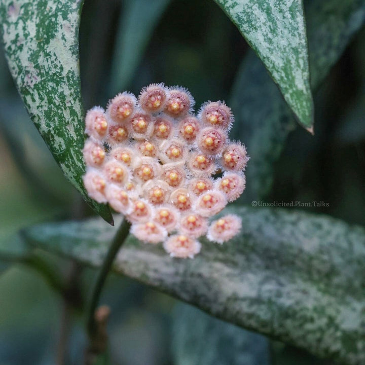 Hoya parviflora 'Tala' (UPT006)