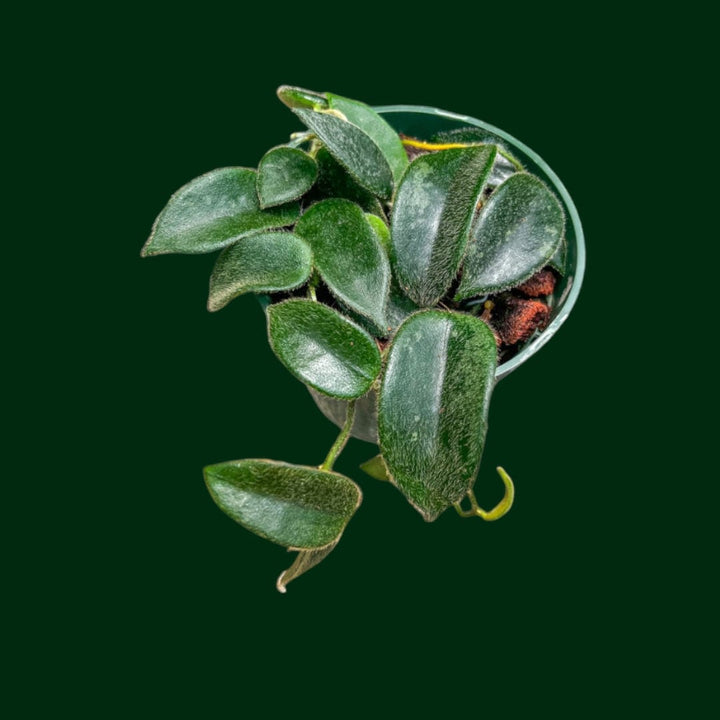 Hoya thomsonii (pink)