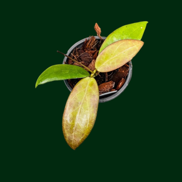 Hoya ‘Scarlet O’Hoya’ (MB1594-A)