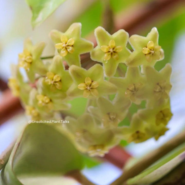 Hoya trigonolobos (rare)