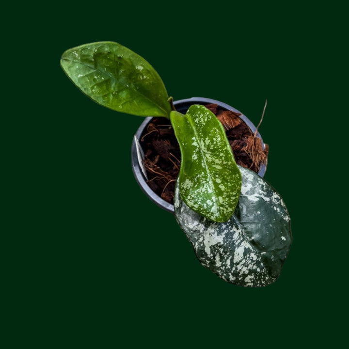 Hoya ‘David’s Green Cup’ (splash)