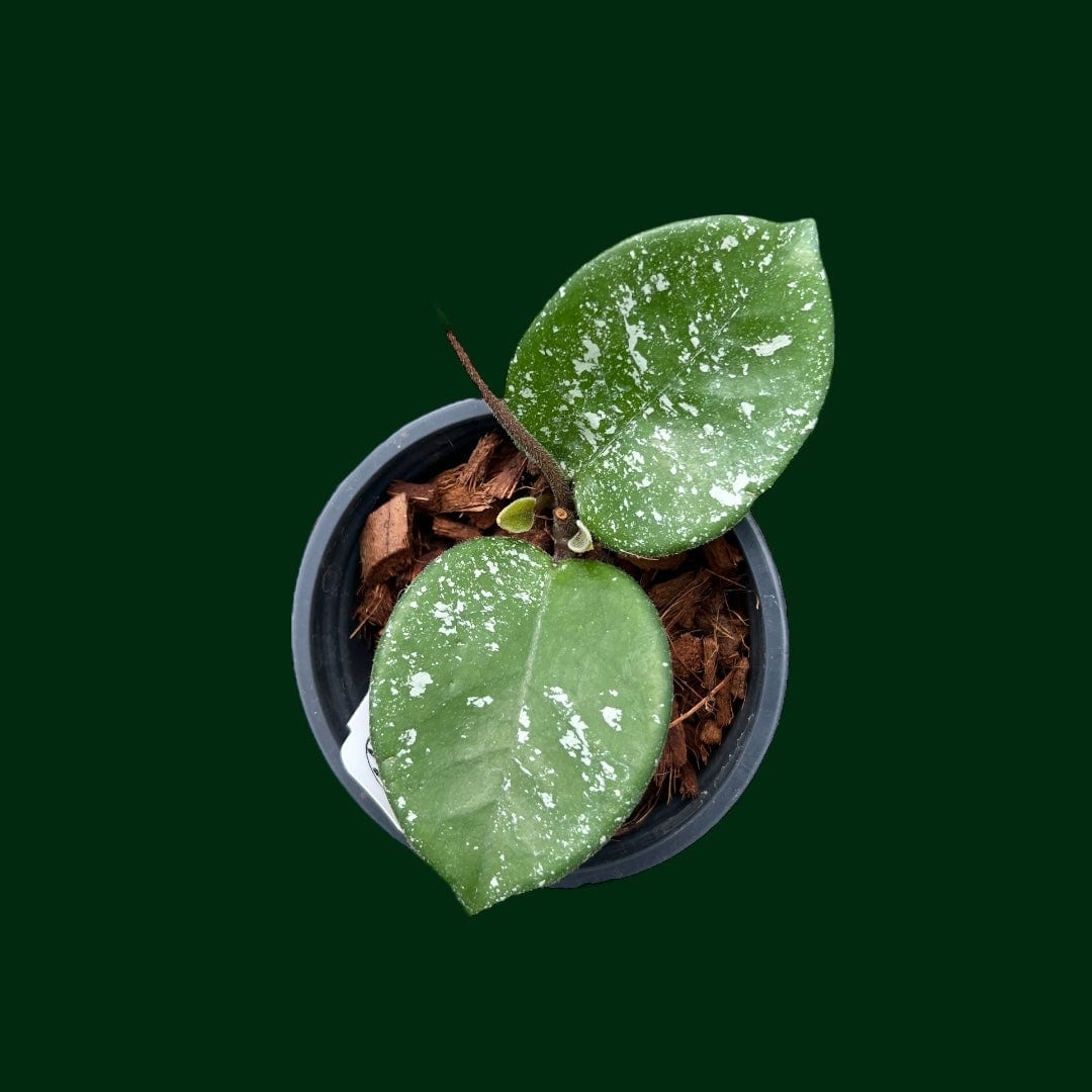 Hoya fungii (seedling, splash)