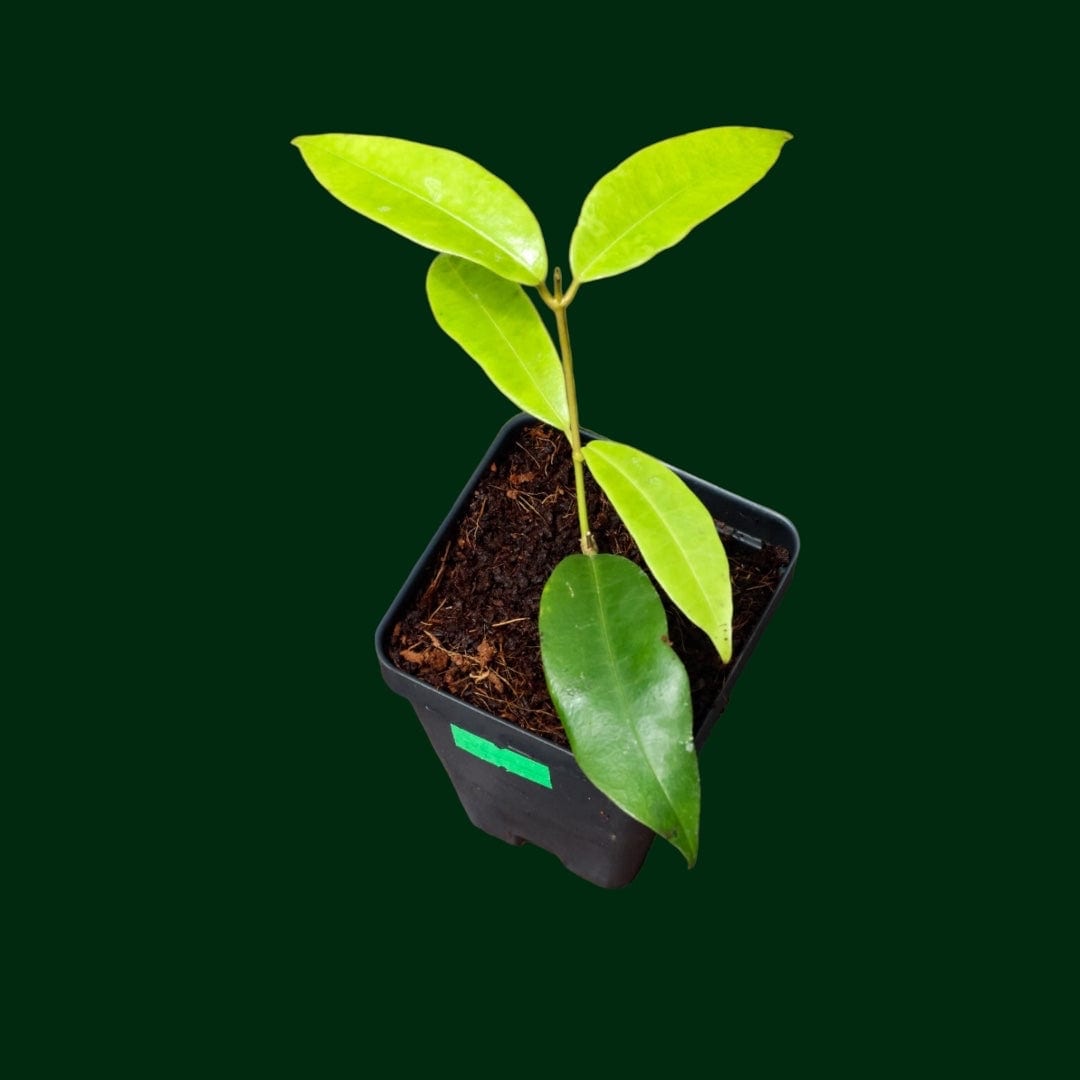 Hoya wallichii ssp. Tenebrosa (SLM02)