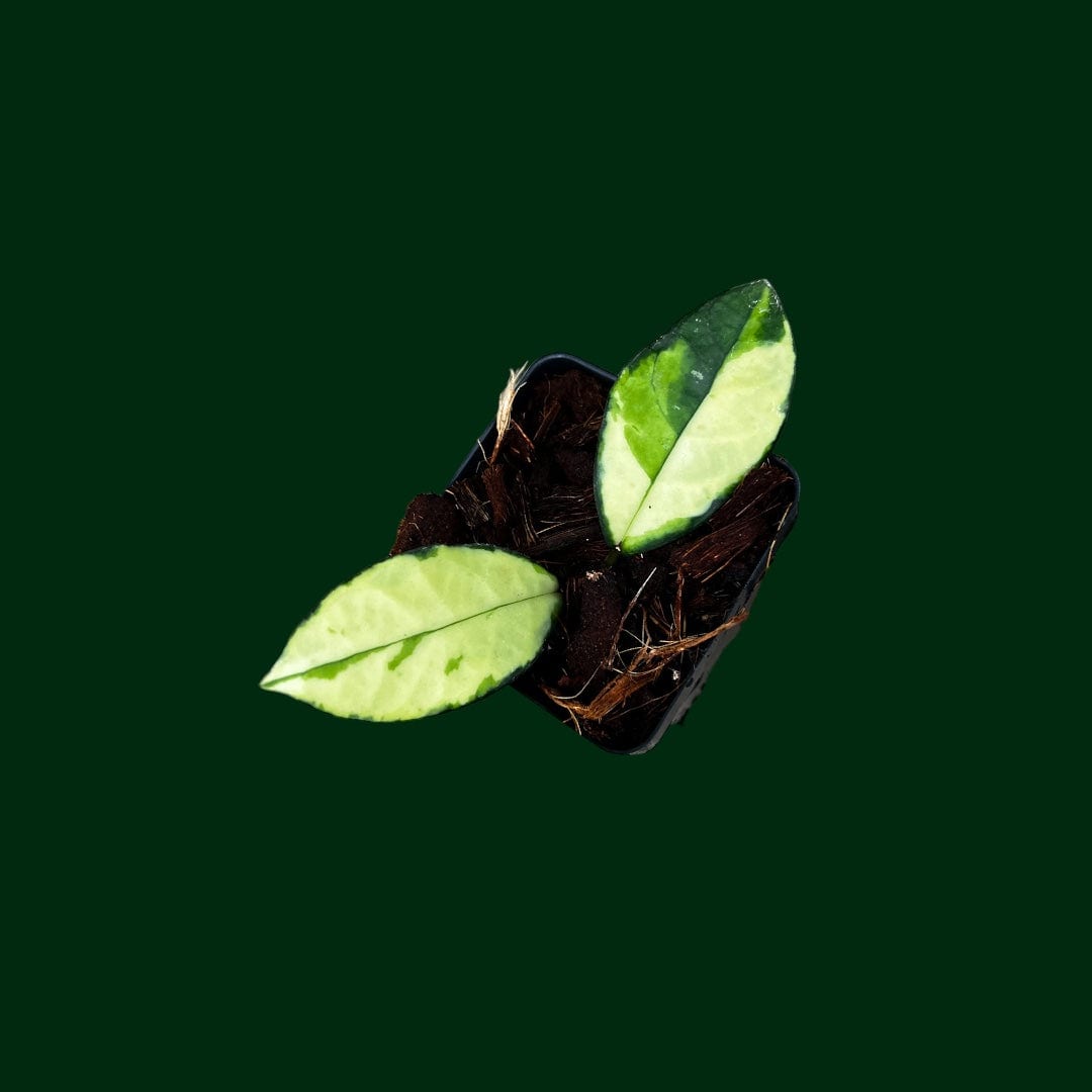 Hoya crassipetiolata (variegated)