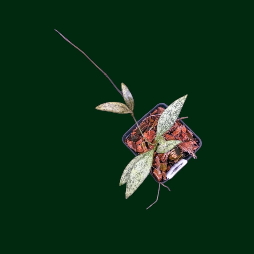 Hoya parviflora 'Tala' (UPT006)