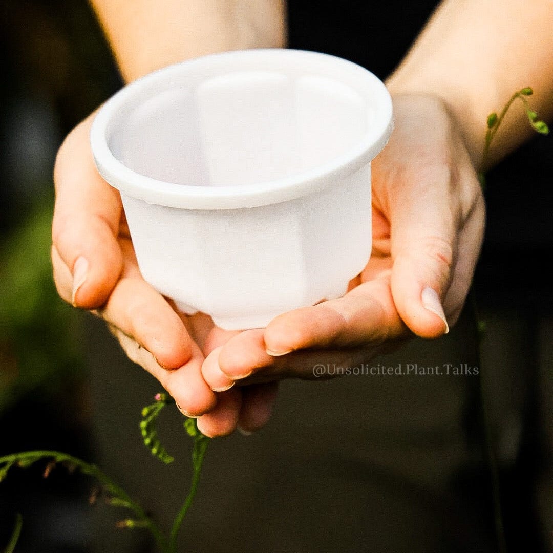 small hanging pot (pack of 20) – Unsolicited Plant Talks