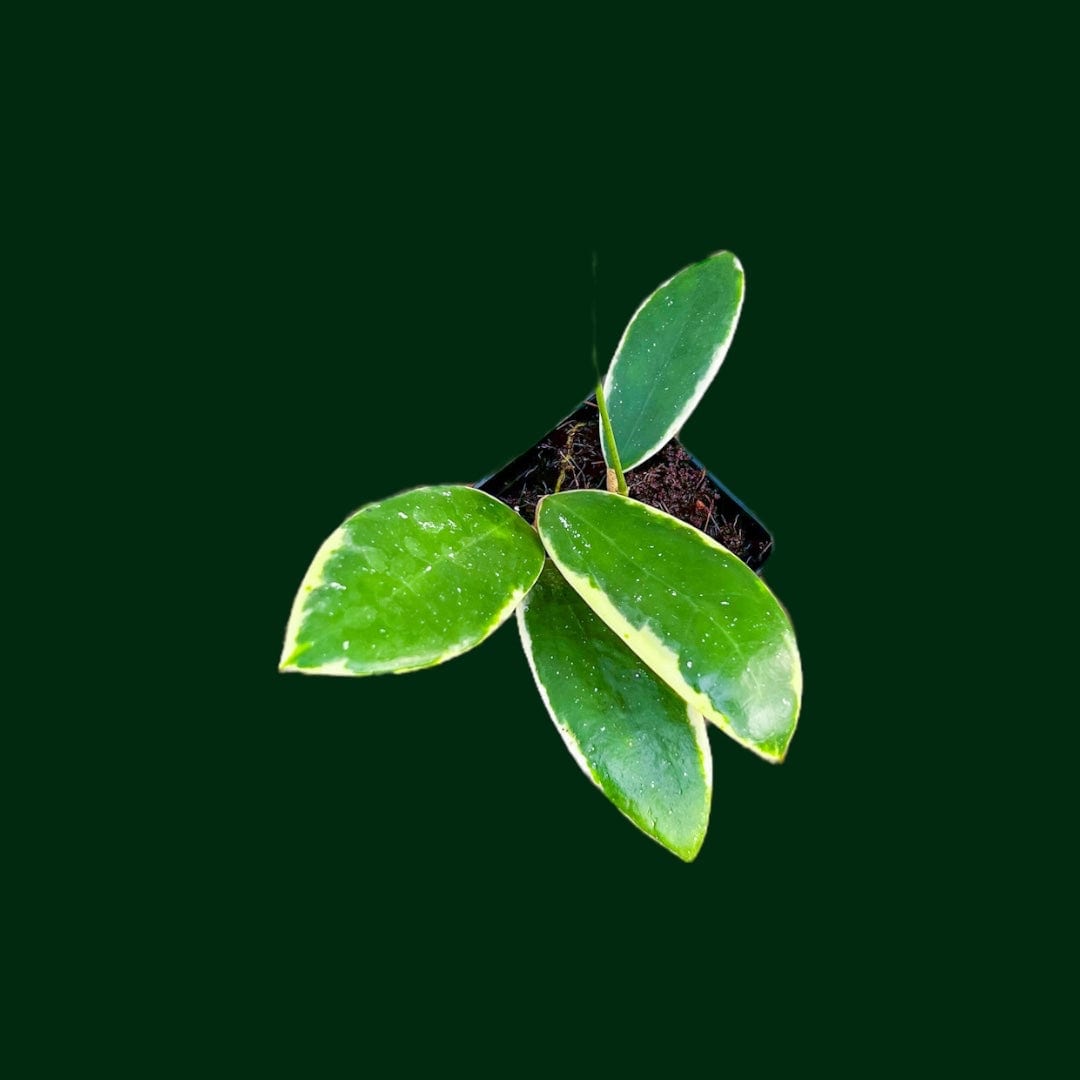 Hoya verticillata (outer variegated)