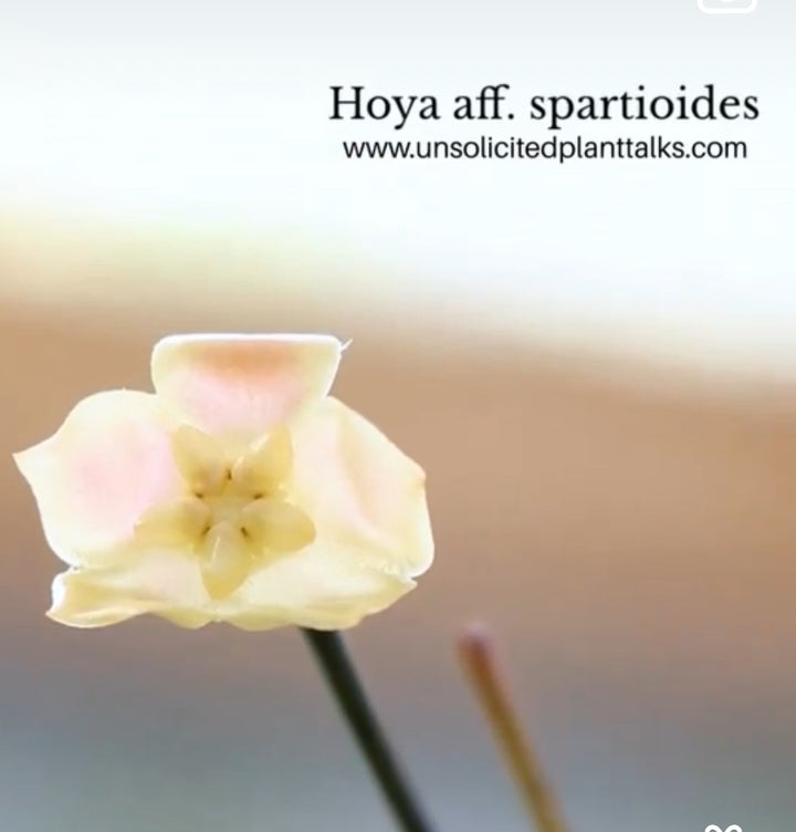 Hoya aff. spartioides