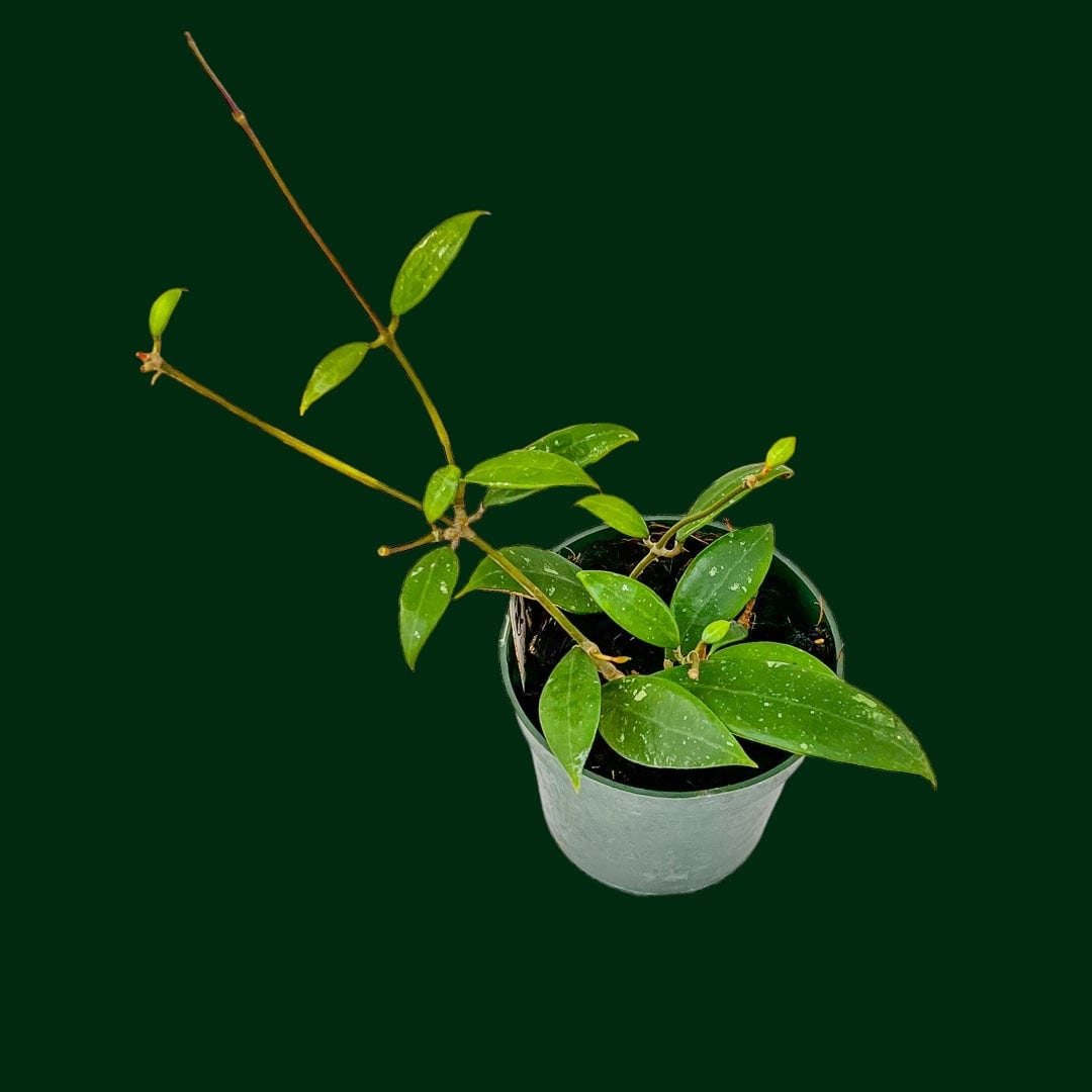 Hoya verticillata (mini)