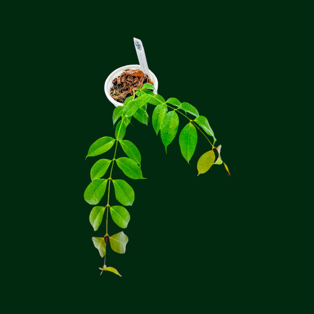 how-often-to-water-hoya-plant-unsolicited-plant-talks