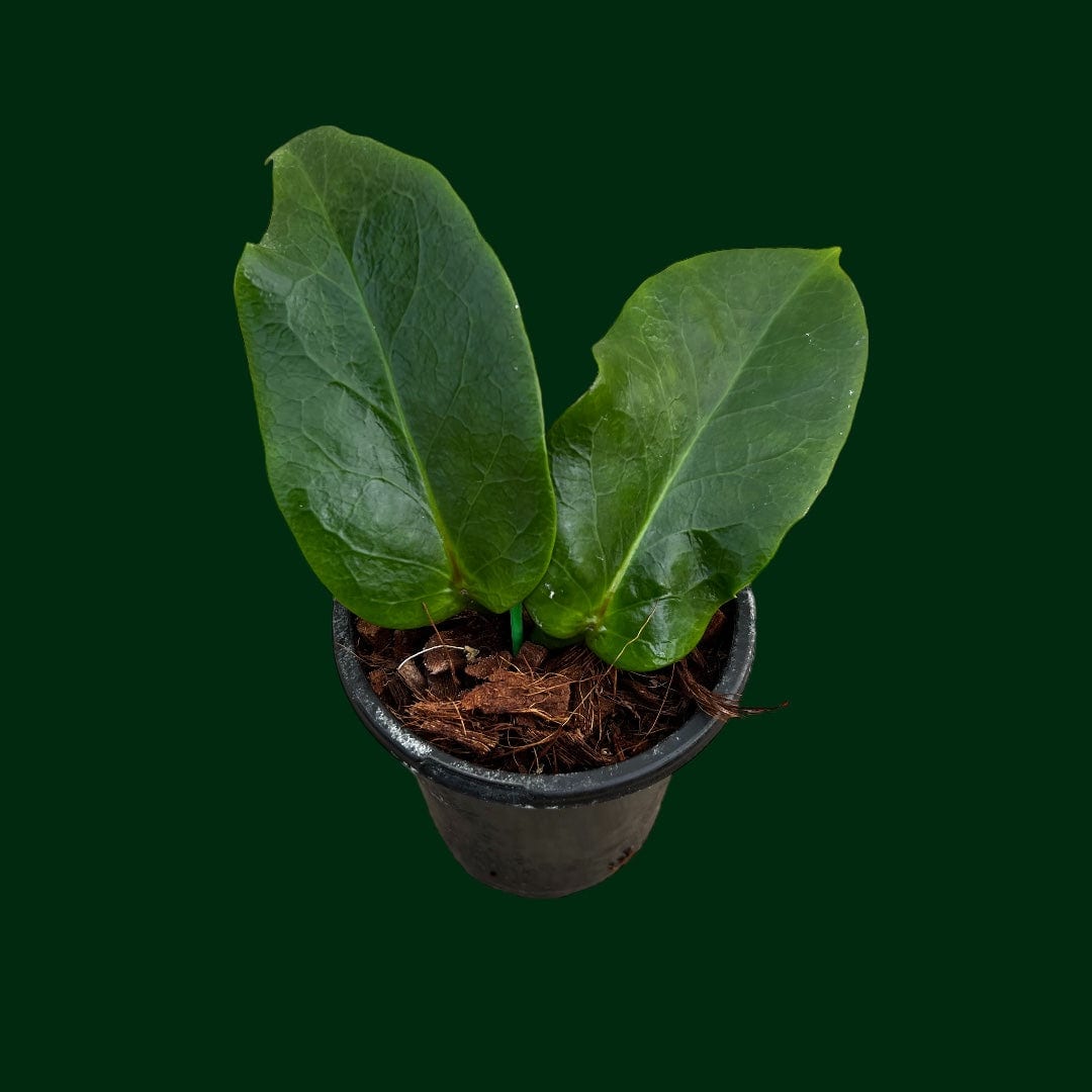 Hoya trigonolobos (rare)