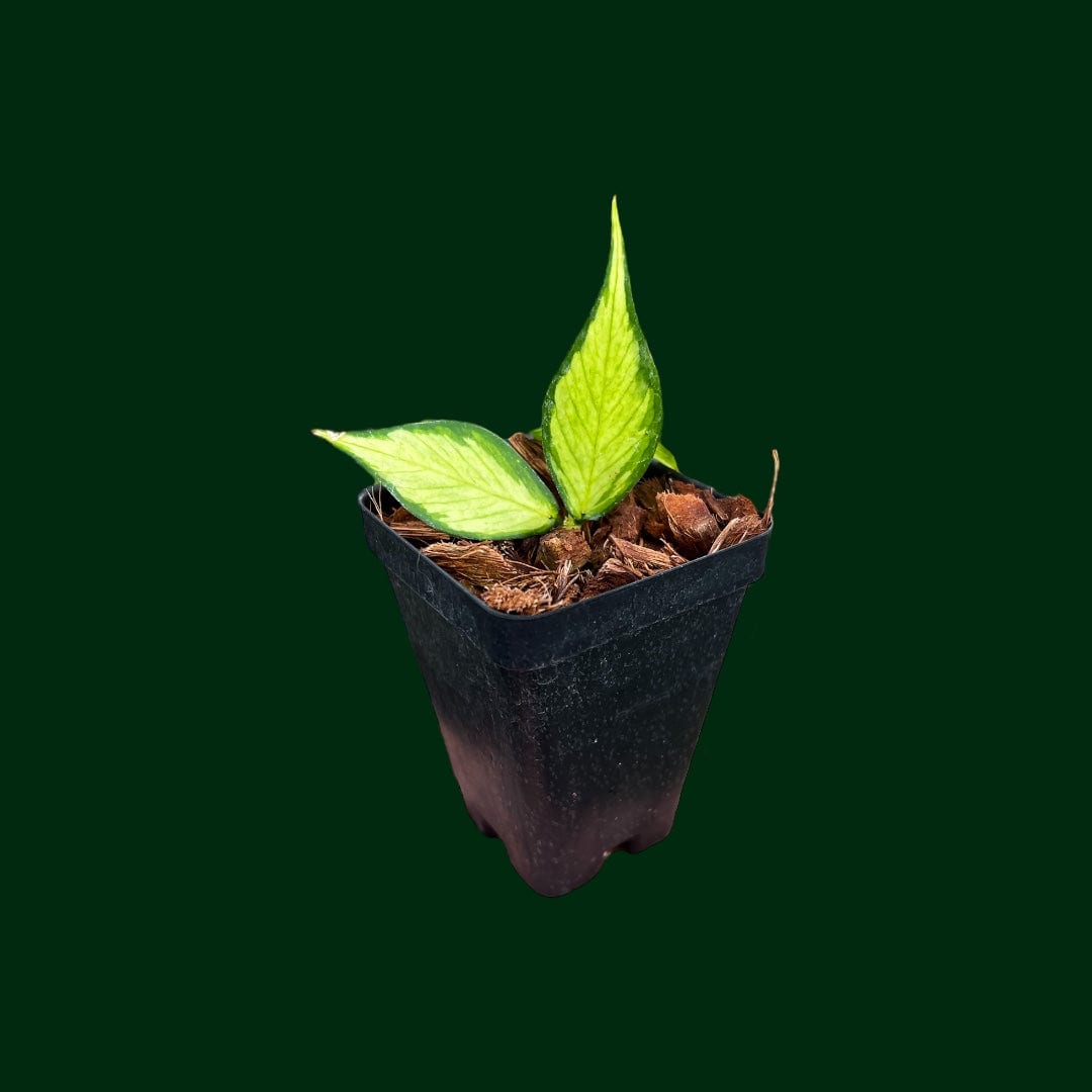 Hoya polyneura (variegated)