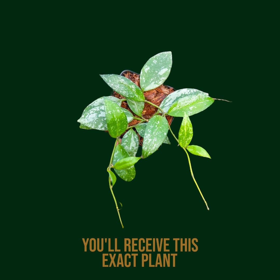 EXACT - Mottled Hoya lacunosa ‘Sulcata’