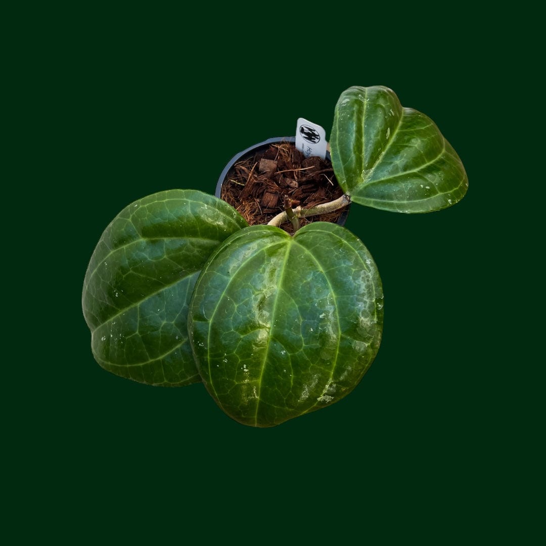 Hoya latifolia (Sarawak)