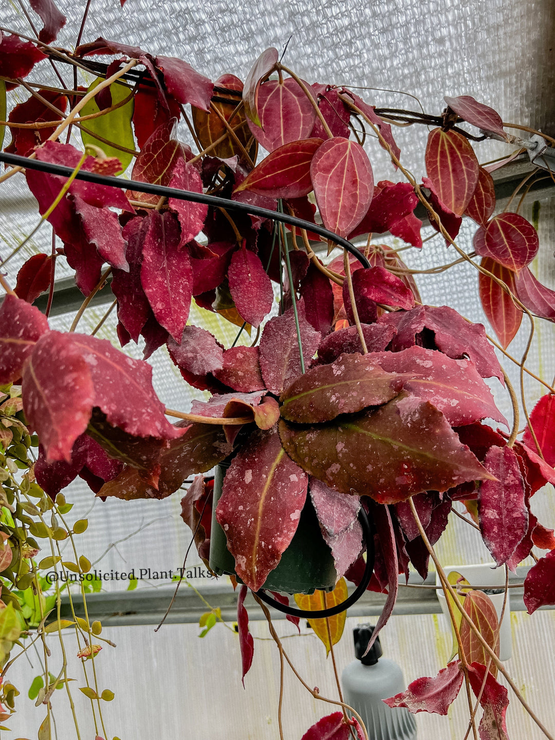 Hoya undulata (clone 2) – Unsolicited Plant Talks