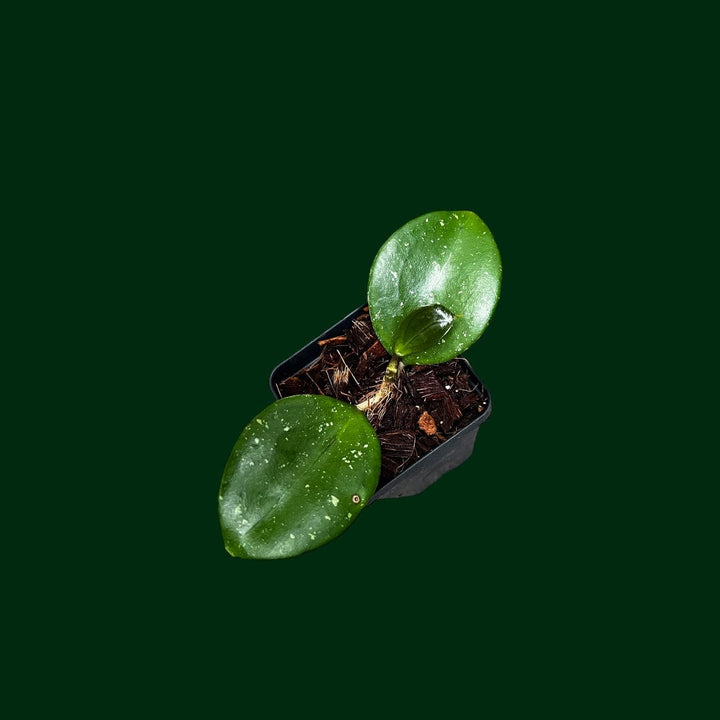 Hoya ‘Jennifer’ X (open pollinated)