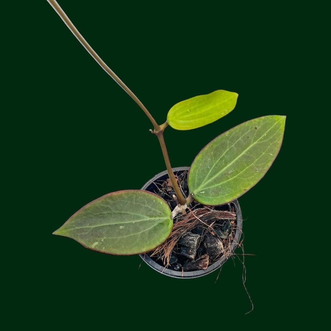 Hoya nicholsoniae (fka pottsii red leaves)