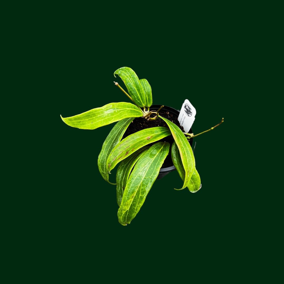 Hoya blashernaezii subsp. valmayoriana