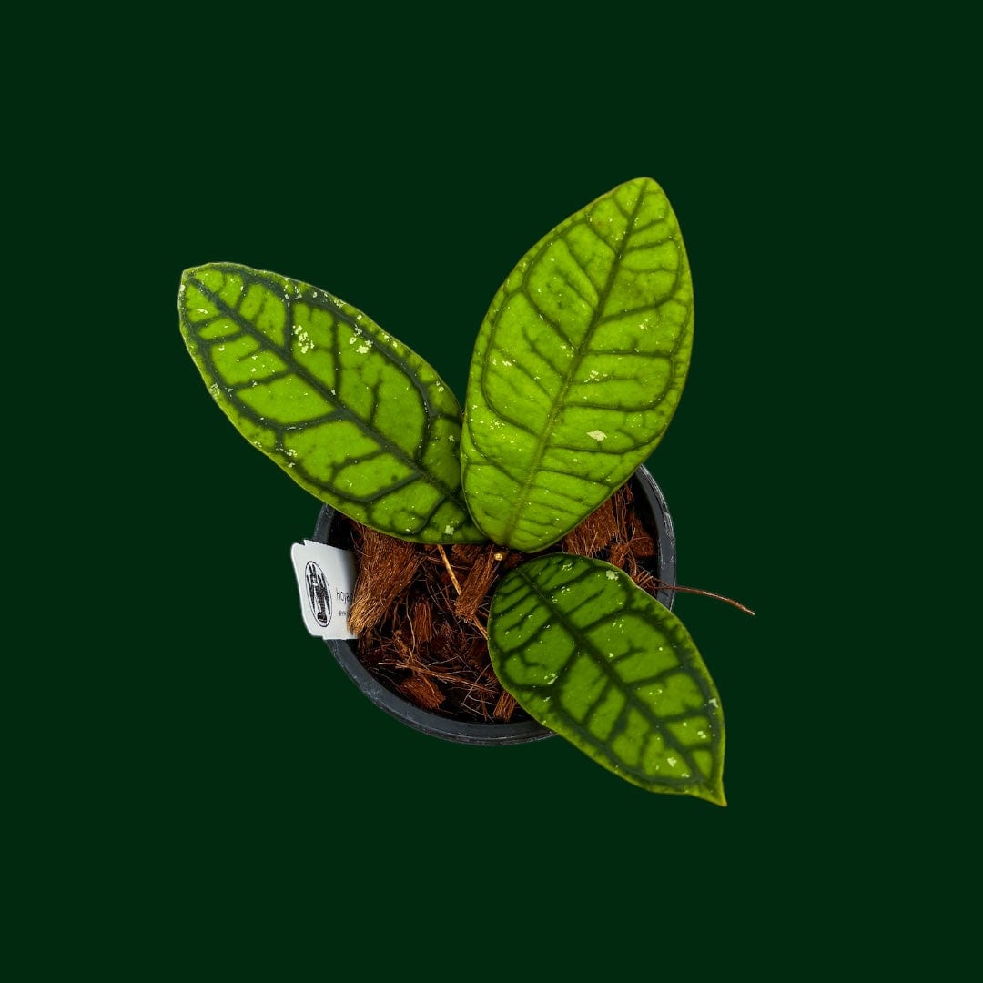 Hoya callistophylla ‘Vena’