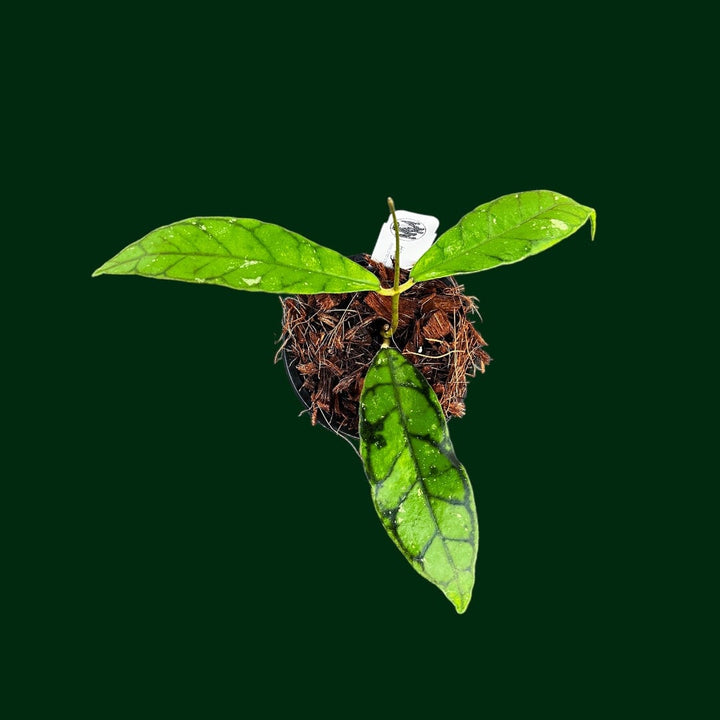 Hoya callistophylla ‘Black Cat’