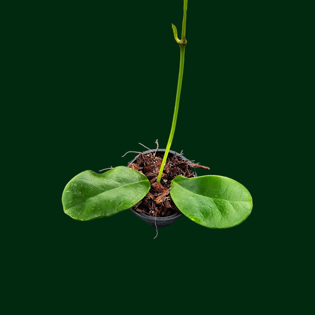 Hoya kerrii x Hoya meliflua (hybrid)