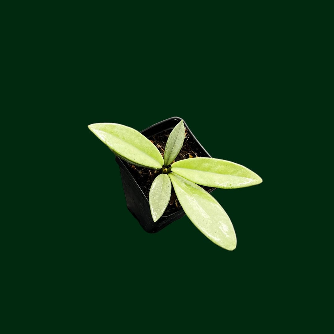 Hoya carnosa ‘Wilbur Graves’ (silver)