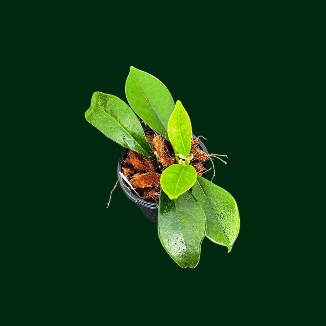 Hoya magnifica (IML1052)